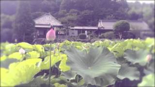 広島県三原市大和町　棲眞寺（せいしんじ）　蓮の花