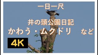 一日一尺・井の頭公園日記・かわう・ムクドリなど