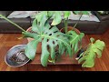 몬스테라 신박한 4가지 번식법 뿌리 물꽂이 잎 물꽂이 묵은줄기 삽목 monstera roots propagation