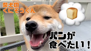 パンが食べたい【柴犬のくにぞう】