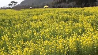 伊良湖菜の花まつり20140314