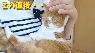 分かり易すぎる猫ｗ 娘からパパにバトンタッチしてみたら。。【すずとコテツ】