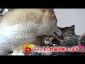 とにかく柴犬に甘える子猫 kittens very affectionate.