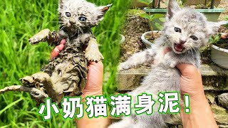 田里捡到一只小猫，还给猫妈妈后它们疯狂追我【天下一场梦】