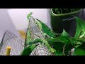 veiled chameleon babies hatch 08 august 2019 #chamysaurus #chameleon