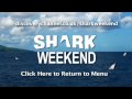 shark weekend bull shark