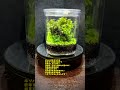 moss terrarium ～2211 4～ コケリウム shorts terrarium 苔テラリウム