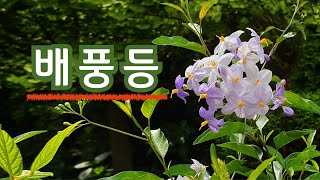 배풍등 야생화의신비 227편 #꽃말: 참을수 없어 #풍을 물리치는 효능을 가진 덩굴성 식물 #열매를 백영실귀목 #뿌리를 배풍등근