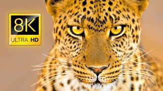 Ultimate Wild Felines Collection 8K ULTRA HD / 8K TV