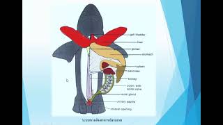 ระบบทางเดินอาหารของปลา