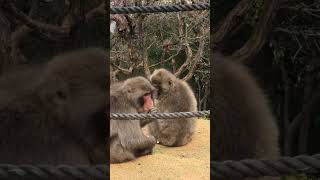 猿　嵐山モンキーパーク　見てるだけでほのぼのする　#monkeys  #ショート