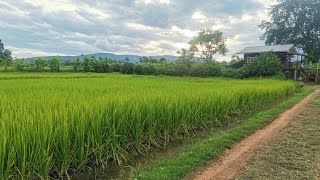 วิวหลักล้าน​ บรรยากาศ​ท้องทุ่งนายามเย็นๆ​ ปีนี้ข้าวงามมากๆครับผม...