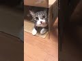 猫　大虎 タイガ 緑茶🍵お気に入り😊 猫動画 猫のいる暮らし スピッツ cat