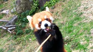 Red Panda Feeding Time Cute Sounds レッサーパンダ おやつの時間 【みさき公園】