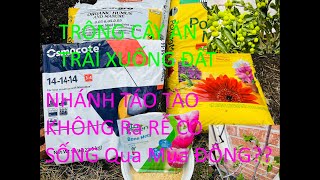 #8 Chiết nhánh táo tào không ra rễ 🪸có sống qua mùa đông!?🍃Mua dược bao nhiêu cây đầu Xuân 🪴🪴