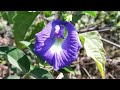 how use full butterfly pea plant अपराजिता फूल ଅପରାଜିତା ଫୁଲ odisha @spandancreationodisha4533