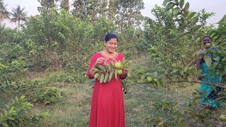 🤩See கொய்யா தோப்பு in my village || Gauva Farm Panruti