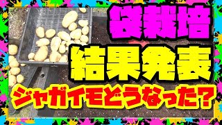 【ジャガイモの袋栽培】メークインと男爵イモの結果発表 !!  【家庭菜園】