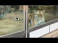 🐅ショウヘイがダメでもレーニャさんが何とかしてくれそう💕😊 王子動物園