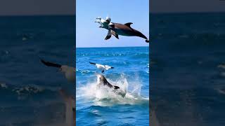 Dolphins and Seagulls Dancing in the Ocean 🌊🐬🕊️ #dolphin #seaguls