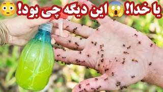 دیگه خبری از مگس، مورچه یا سوسک در خانه نیست| روش تضمینی و مؤثر دور کردن حشرات