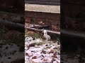 Weasel in white winter coat, Sweden, Feb 2022