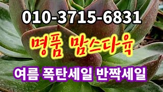 #명품맘스다육#여름 폭탄세일 반짝세일#다육  파격세일 #多肉植物 #다육판매