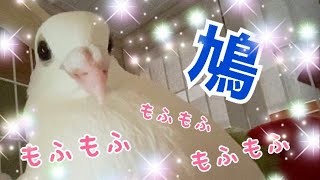 白いもふもふ♪土鳩のホシロ君