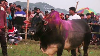 জাহাঙ্গীর এর কারেন্ট বনাম সাদা কালো জারছি বিশাল গরু।