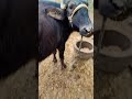 hamari bhains shortvideo