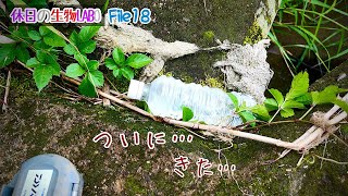 ペットボトル釣法：リベンジ　ナマズ釣り