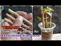 The EASIEST way" guava stem cuttings quickly shoots and takes root without root stimulants