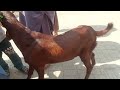 bakra mandi lahore lare ada badame bag sunday latest update 2025