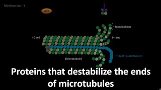 proteins that destabilize the ends of microtubules