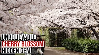 Unbelievable Cherry Blossom Hidden Gem in Japan Without the Crowds | Ashiyagawa