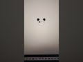 Draw panda 🐼 using turtle programing in python 💯