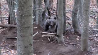 Trapped bear rescued by walkers.