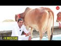 कृष्ण गारंटी वाला की 7 super sahiwal tharparkar cow 👍 a2 quality milk cow 👍 सिरसा में बड़ा फार्म