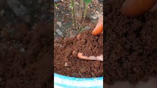 ✨️Tip #3 மண் இப்படி தான் இருக்கணும்💫 | Soil Texture | #shorts #tamil #rose #gardening #tips