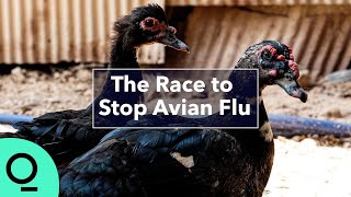 Bird Flu Surge Has Scientists Seeking Clues to Prevent Next Pandemic