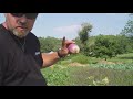 harvesting turnips and a few tips