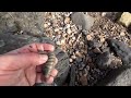 fossilhunting on the dorset jurassiccoast part 2 charmouth to golden cap. hunting green ammonites