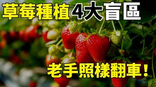 草莓種植盲區！再牛的高手，離了這4個要素，一樣翻車！【手藝人飛羽】