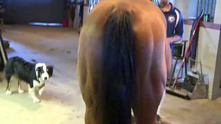 MD Maverick FEI Passport