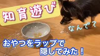 かわいい犬｜ロングコートチワワのウルくん【知育遊び〜おやつをラップで隠してみたよ！】