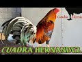 Yellow Leg Hatch - Cuadra Hernandez