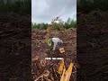 Planting Most Tree In a Day