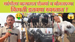 सांगोला शेळी मेंढी बाजार|सांगोला मध्ये इतक्या स्वस्तात शेळ्या मेंढ्या |Sangola bajar