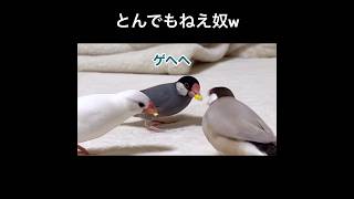 漁夫の利でとうもろこしを食す文鳥  #文鳥  #チンピラ文鳥 #shorts