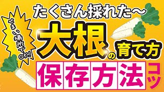 #12.【大根の育て方】長期間できる保存方法！とてもカンタンです【家庭菜園】